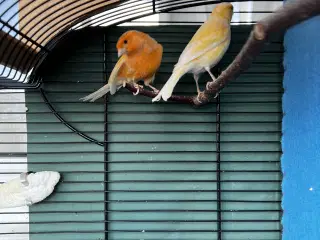 Et elegant par unge kanariefugle