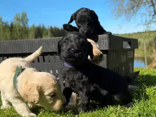 Cockapoo / Cockerpoo / Doodle