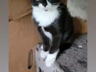 Kattekillinger 