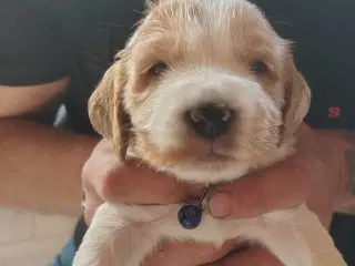 Cocker Spaniel 