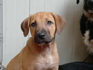 Lille Odin søger familie 