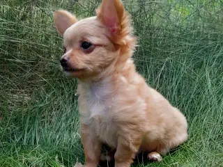 Langhåret Chihuahua 