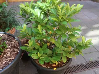 Plante