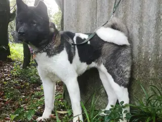 American Akita 