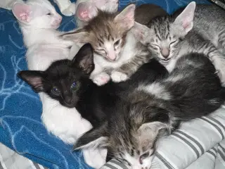 Orientaler/ balineser