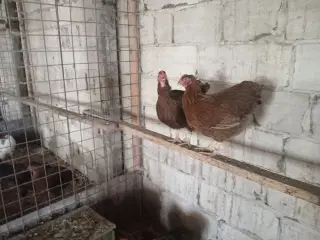 Dværghøns