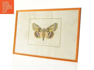 Indrammet sommerfugletryk fra Bekendt (str. 41 x 29,5 cm)