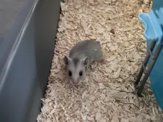 Sibiriske Guldhamster Unger