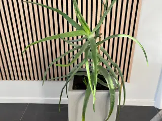 Aloe Vera plante (uden potte)