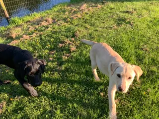 Labrador hvalpe med stamtavle