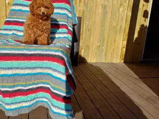 Puddel/ Maltipoo pige sælges . Kontakt📞 22122630
