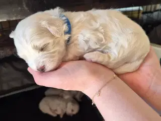 Coton-hvalpe (Bomuldshund)