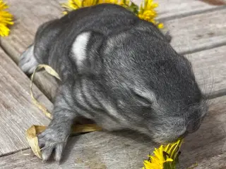 FRANSK VÆDDER HAN CHINCHILLA