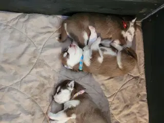 Siberian Husky hvalper sort og brune