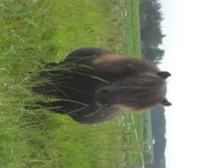 Verdens sødeste shetlandspony 