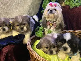 Shih Tzu blandet race(sidste to hvalpe