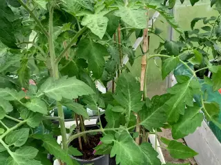 Agurk og tomat planter 