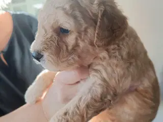 Skønne Doodle hvalpe søger skønne hjem