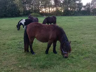 Smuk 1 års shetlænder