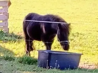 Shetlænder hingst 