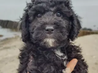 Billedskønne Goldendoodle 1b hvalpe