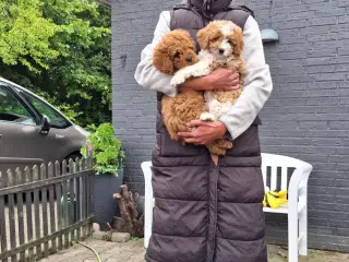 Cavapoo hvalpe