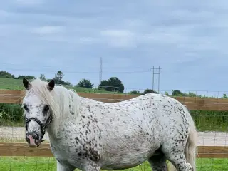 knabstrupper shetlænder