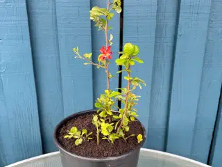 Japankvæde (Chaenomeles japonica)