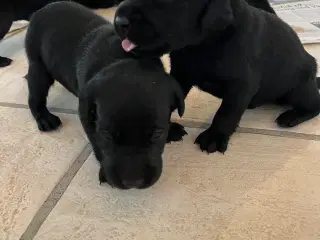🐾 Labrador Formel 1 Hvalpe til Salg 🐾