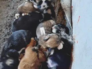 Lhasa apso hvalpe med stambog 