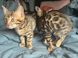 Kærlige bengalkillinger søger godt hjem