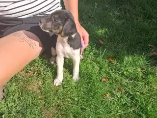 Skønne d/s gårdhunde hvalpe 