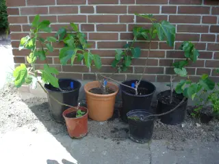 Figenplanter "Bornholmerfigen"