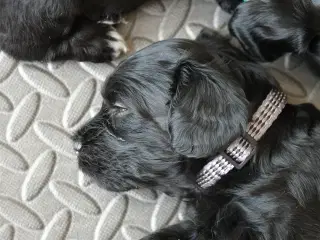 Brichon Havaness F1