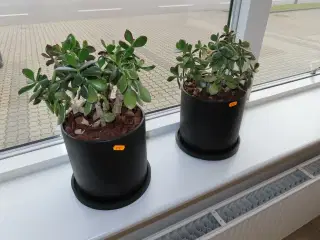 2 stk planter i potter