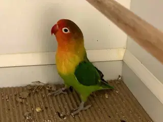 Rødhovedet Dværgpapegøje