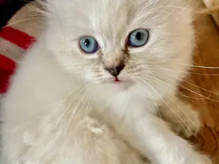 Sjældne cinnamon ragdolls 