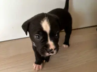 Bull-Aussie