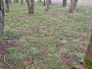 Søger Billig selvskabs Hest/ Pony