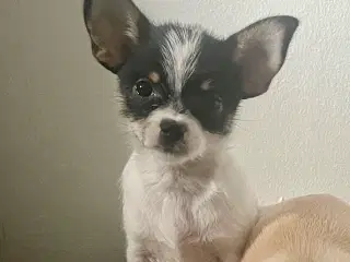 Dejligste chihuahuahvalp 