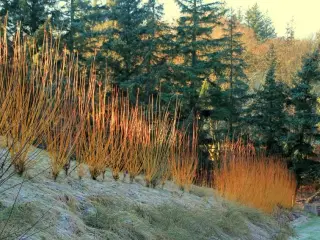 Pilestiklinger til levende hegn/hæk 2026