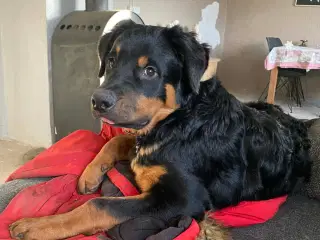 Dejlig han hvalp søger nyt hjem 