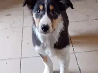 Meget smukke Border Collie Hvalpe