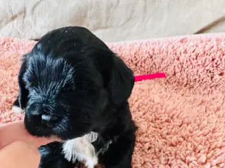 Shihpoo hvalpe 🐶🌸 rejseklar 19. Maj 26