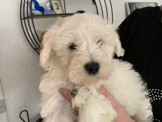 Maltipoo hvalpe