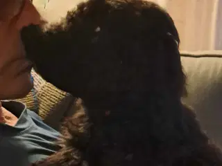 Goldendooldler 