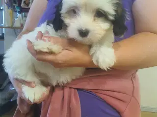 Havaniser / coton de tulear