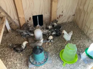 Dværghøns