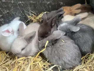 Mini lop med afkomsattest 