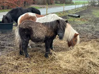 Shetlands pony hingsteføl